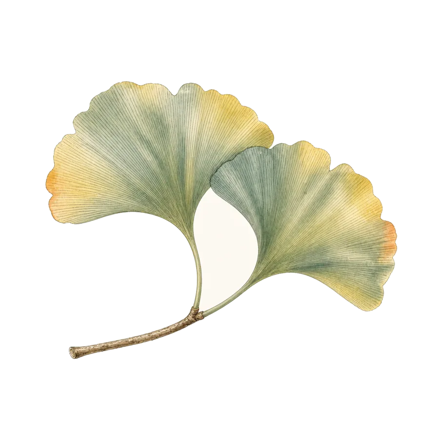 Ginkgo